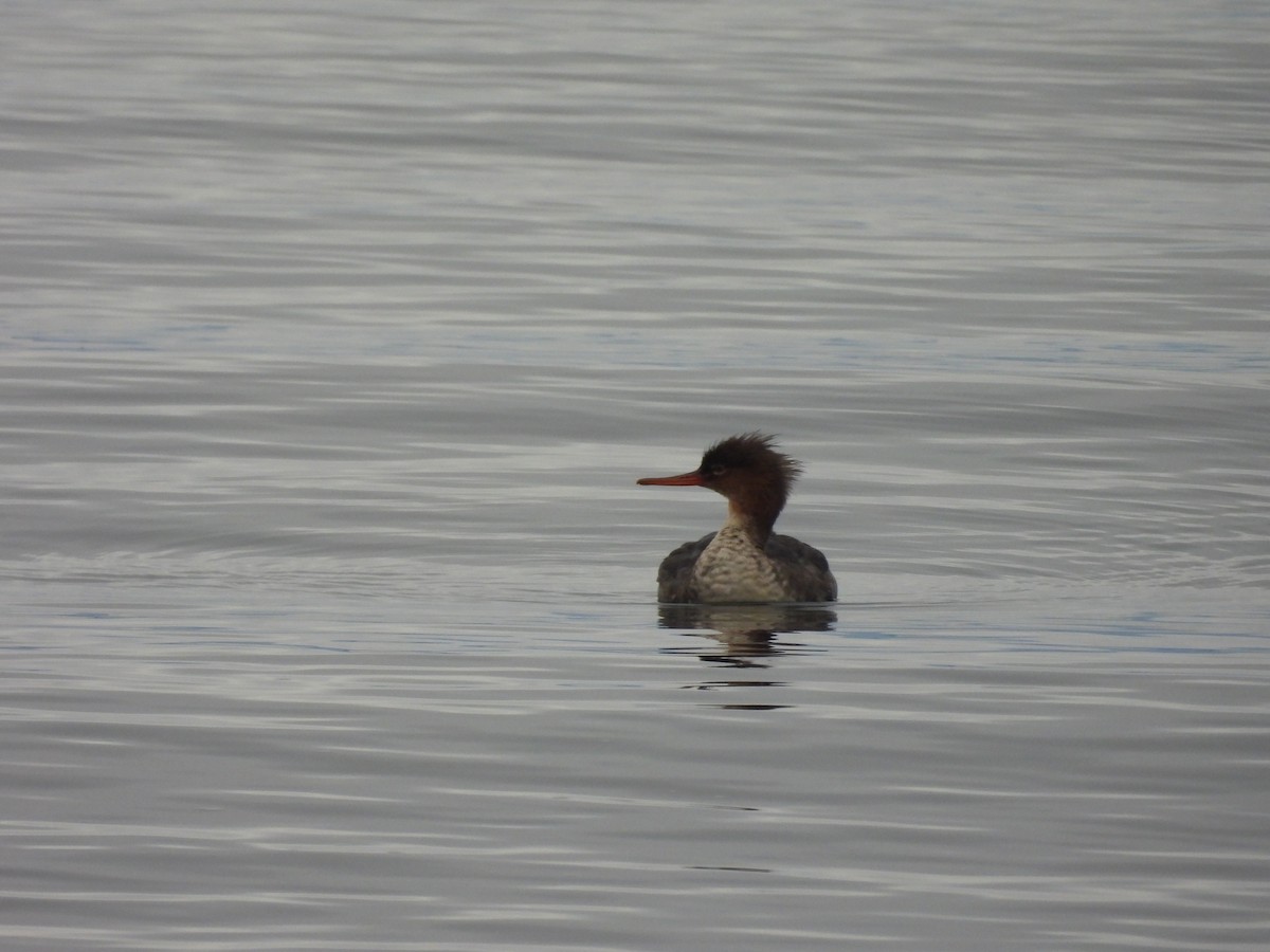 Крех середній - ML646794203