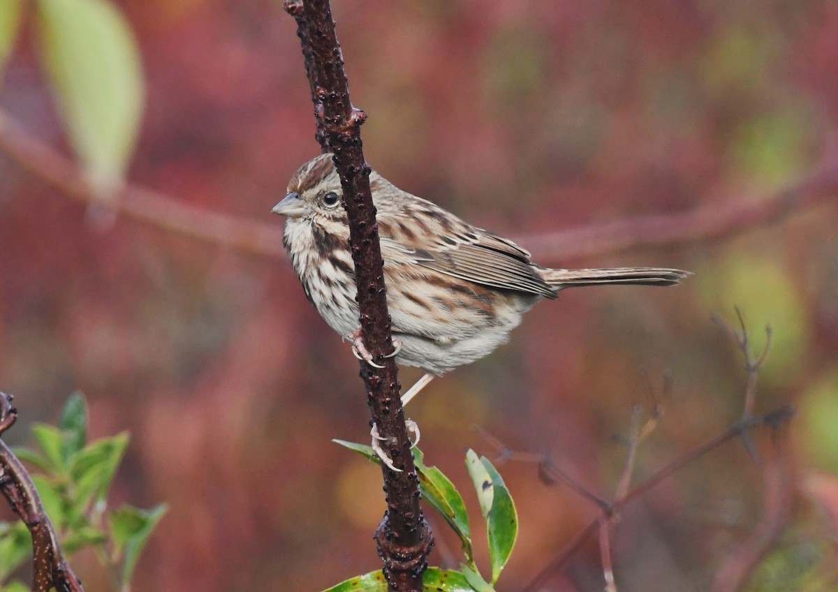 Song Sparrow - ML646794206