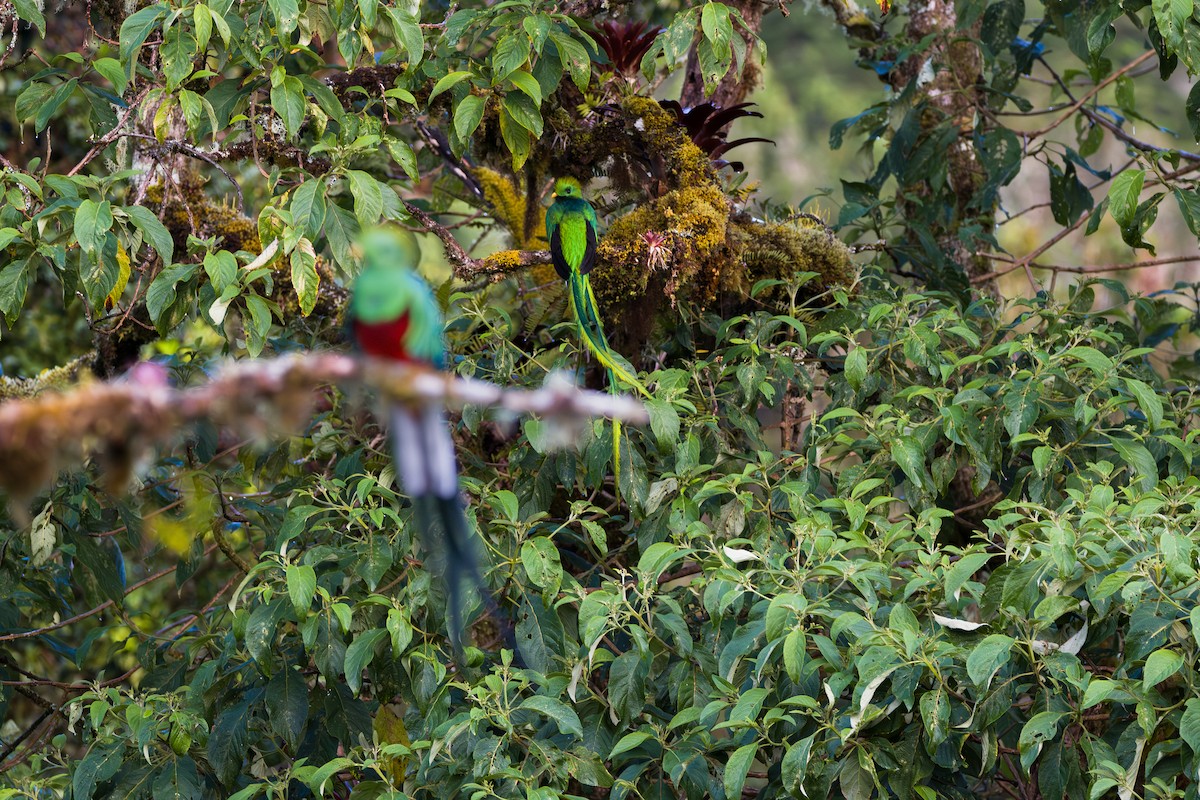 Кетцаль - ML646794210