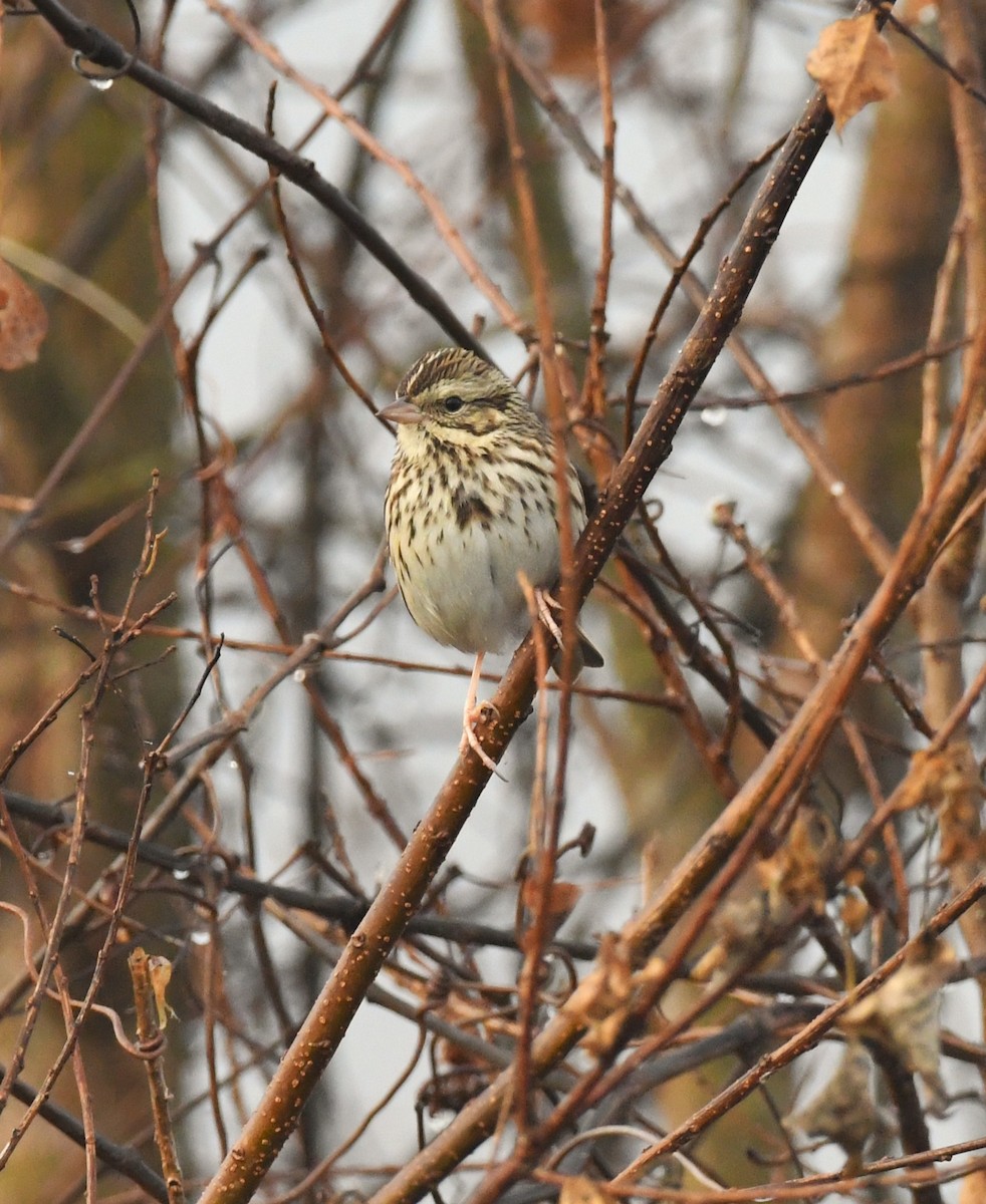 Savannah Sparrow - ML646794213