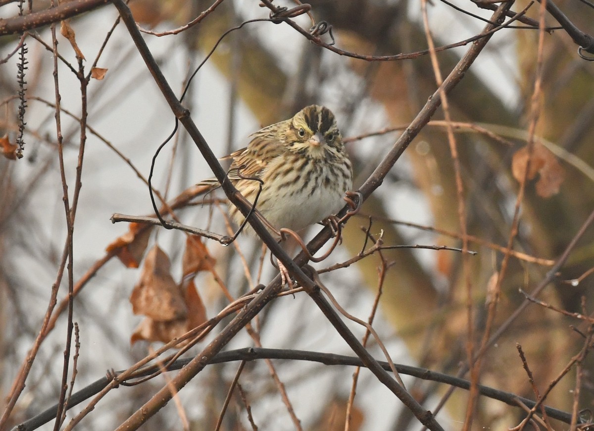 Savannah Sparrow - ML646794214