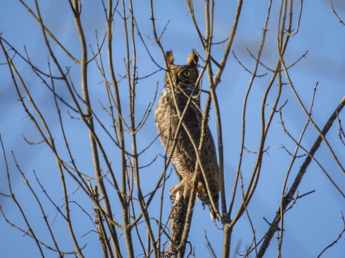 Great Horned Owl - ML646794215