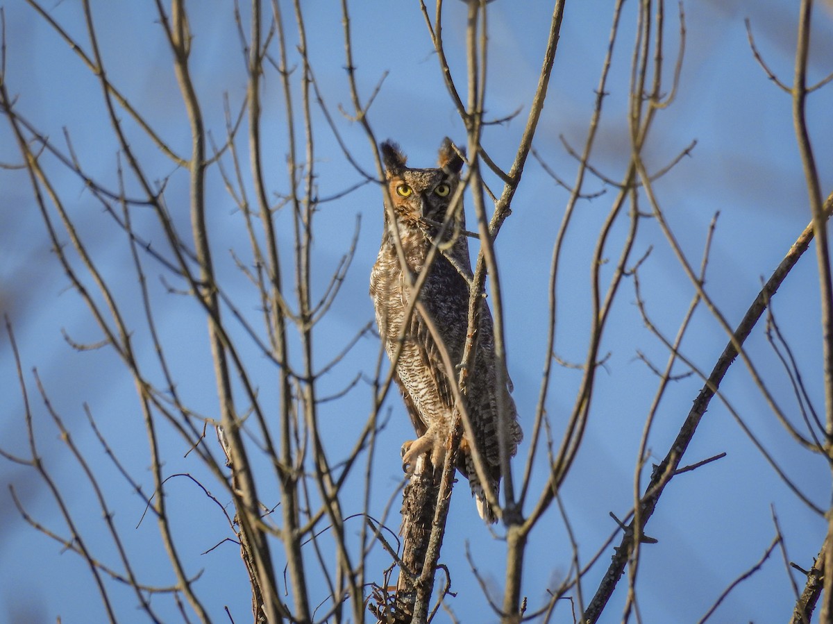 Виргинский филин - ML646794216