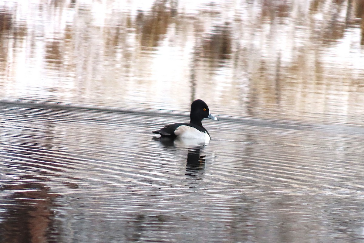 Кольчатая чернеть - ML646794218