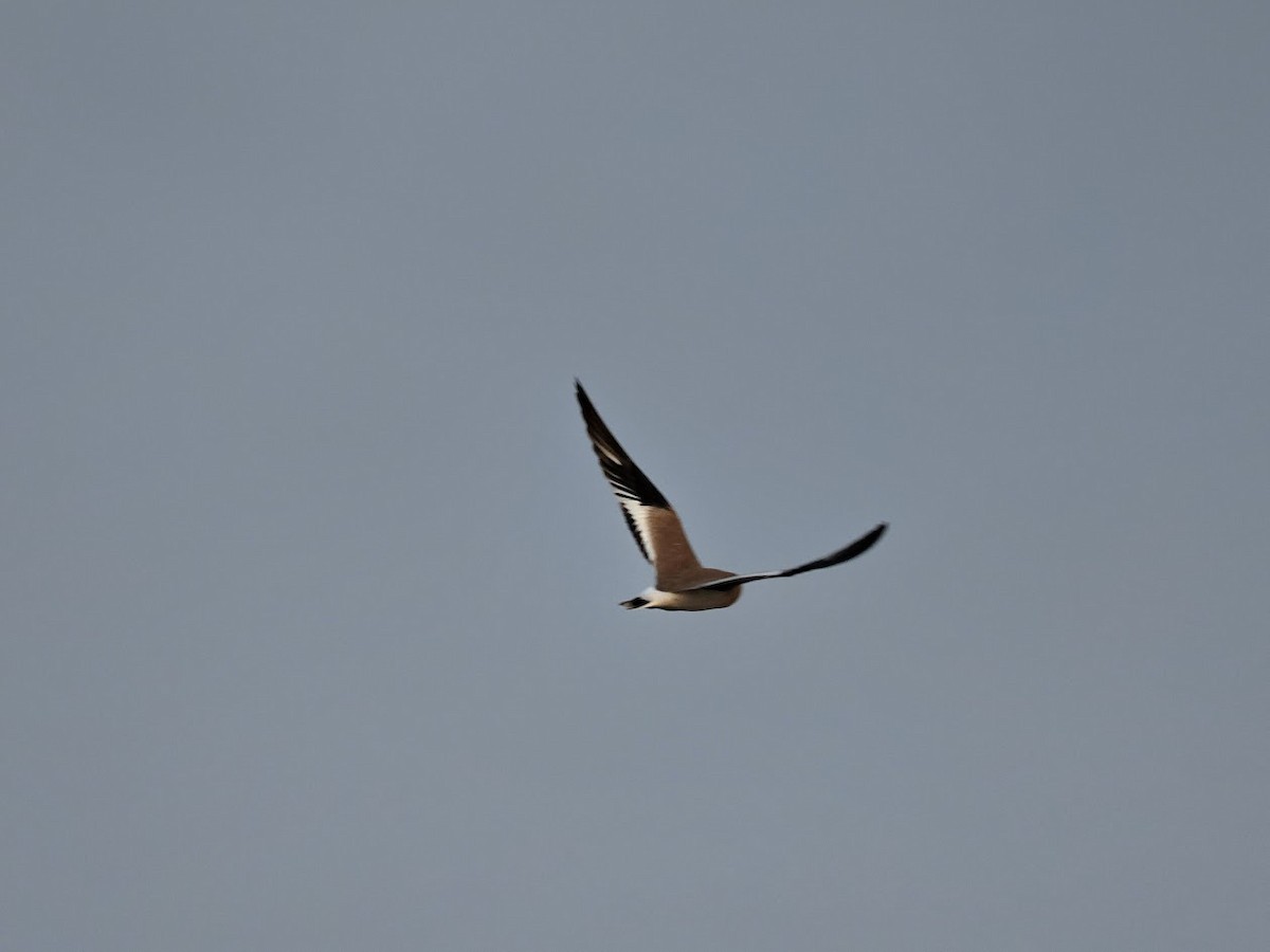 Glaréole lactée - ML646794219