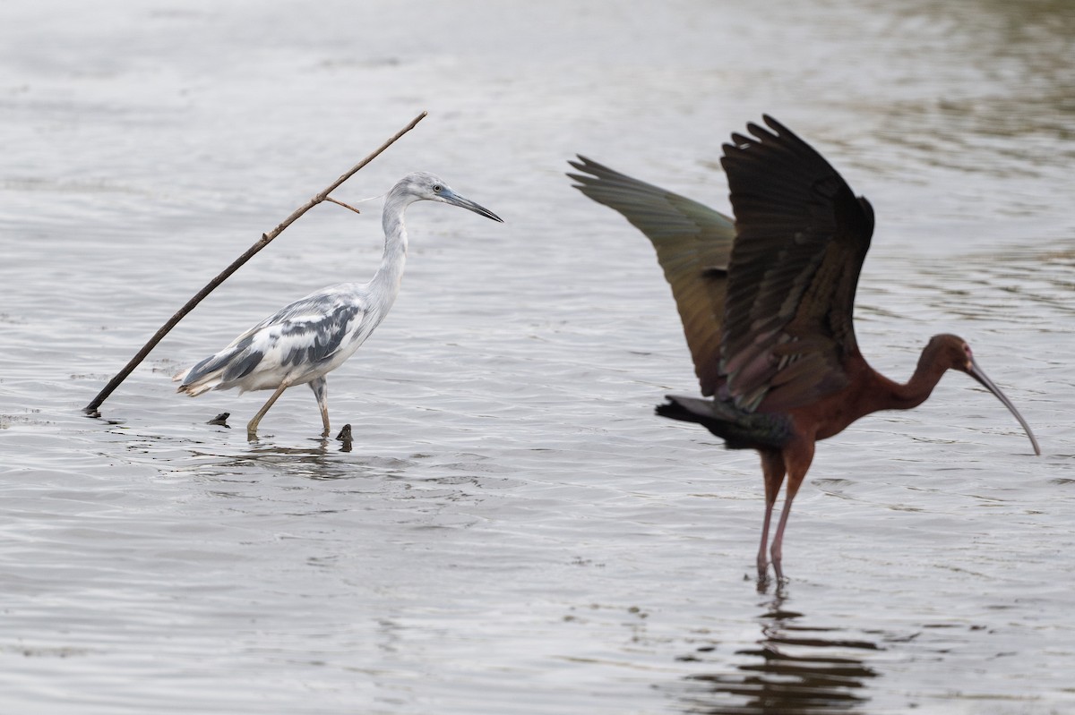 Малая голубая цапля - ML646794220