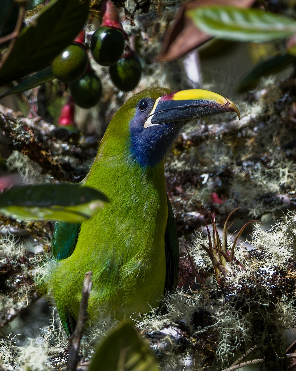 Изумрудный туканет - ML646794221