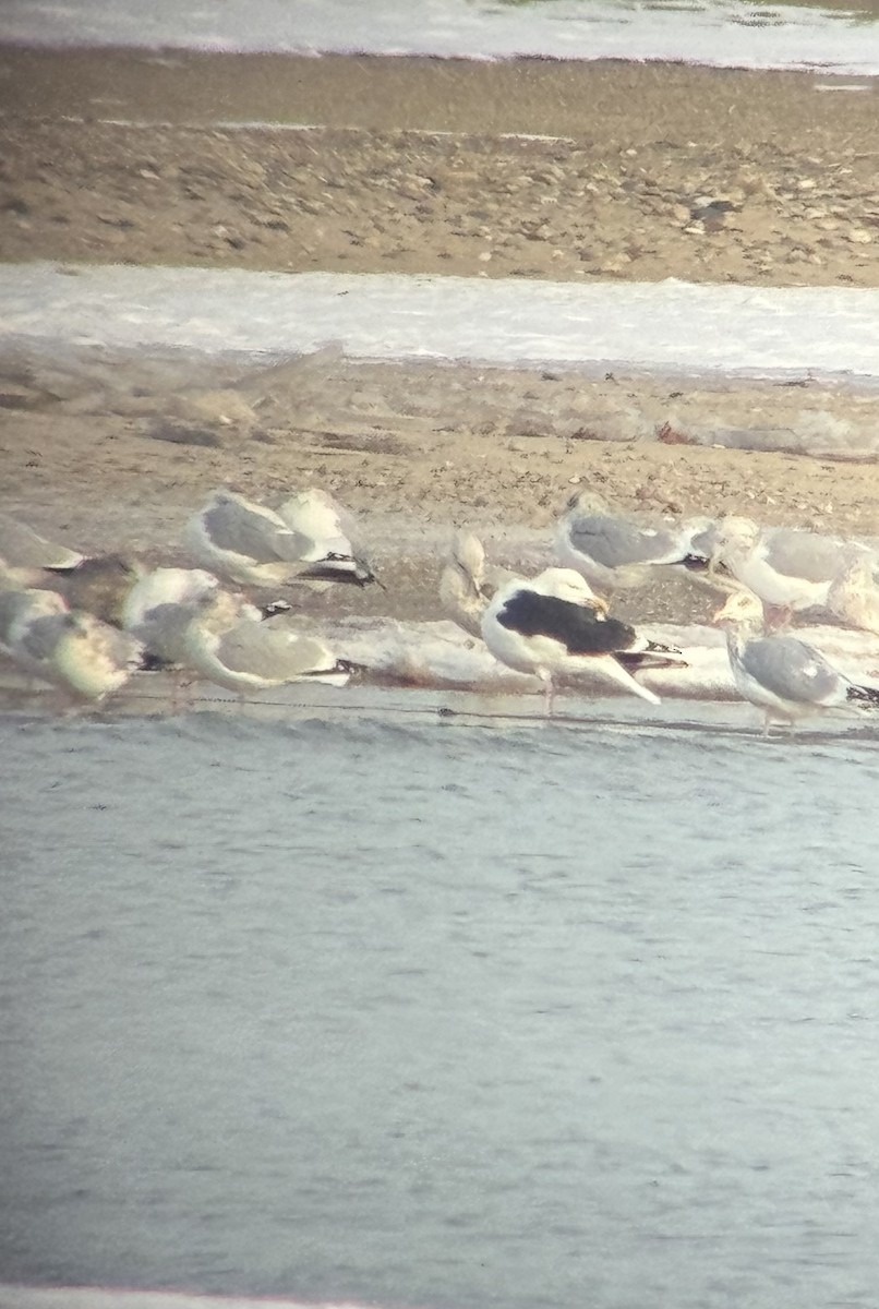 Морская чайка - ML646794222