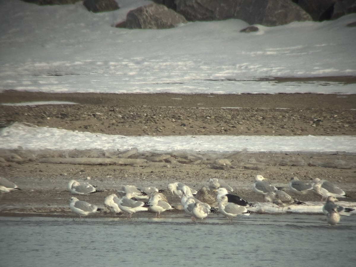 Морская чайка - ML646794223