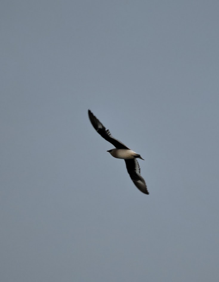 Малая тиркушка - ML646794224