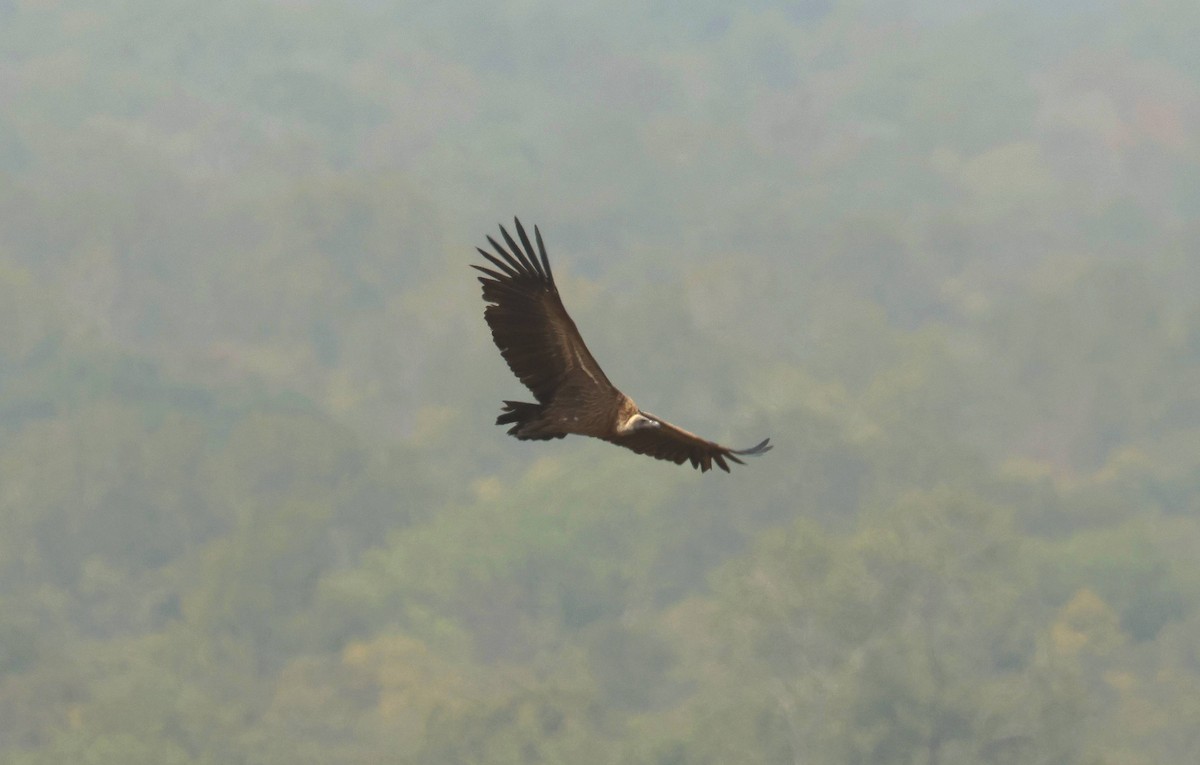 Африканский сип - ML646794225