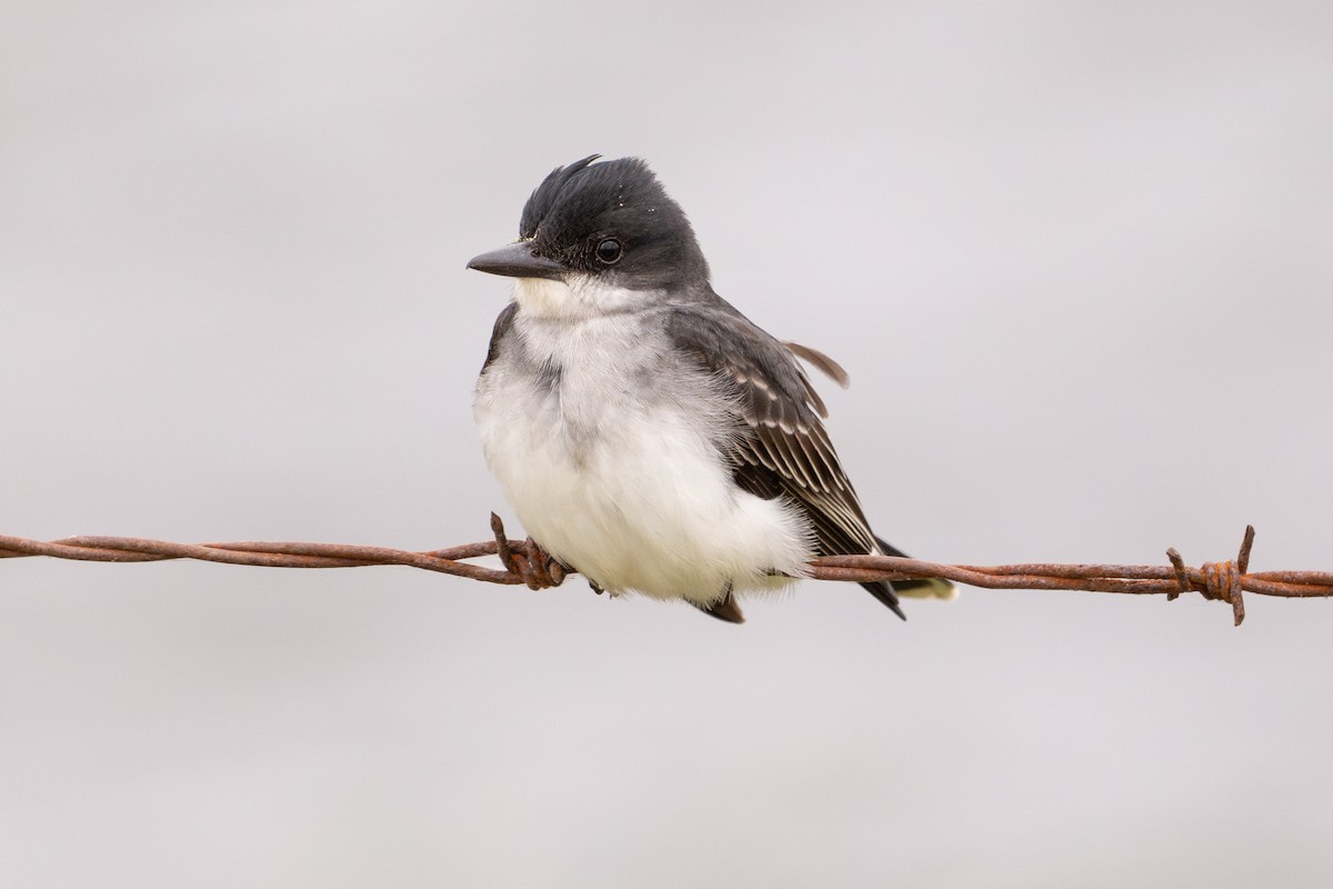 Восточный тиранн - ML646794226