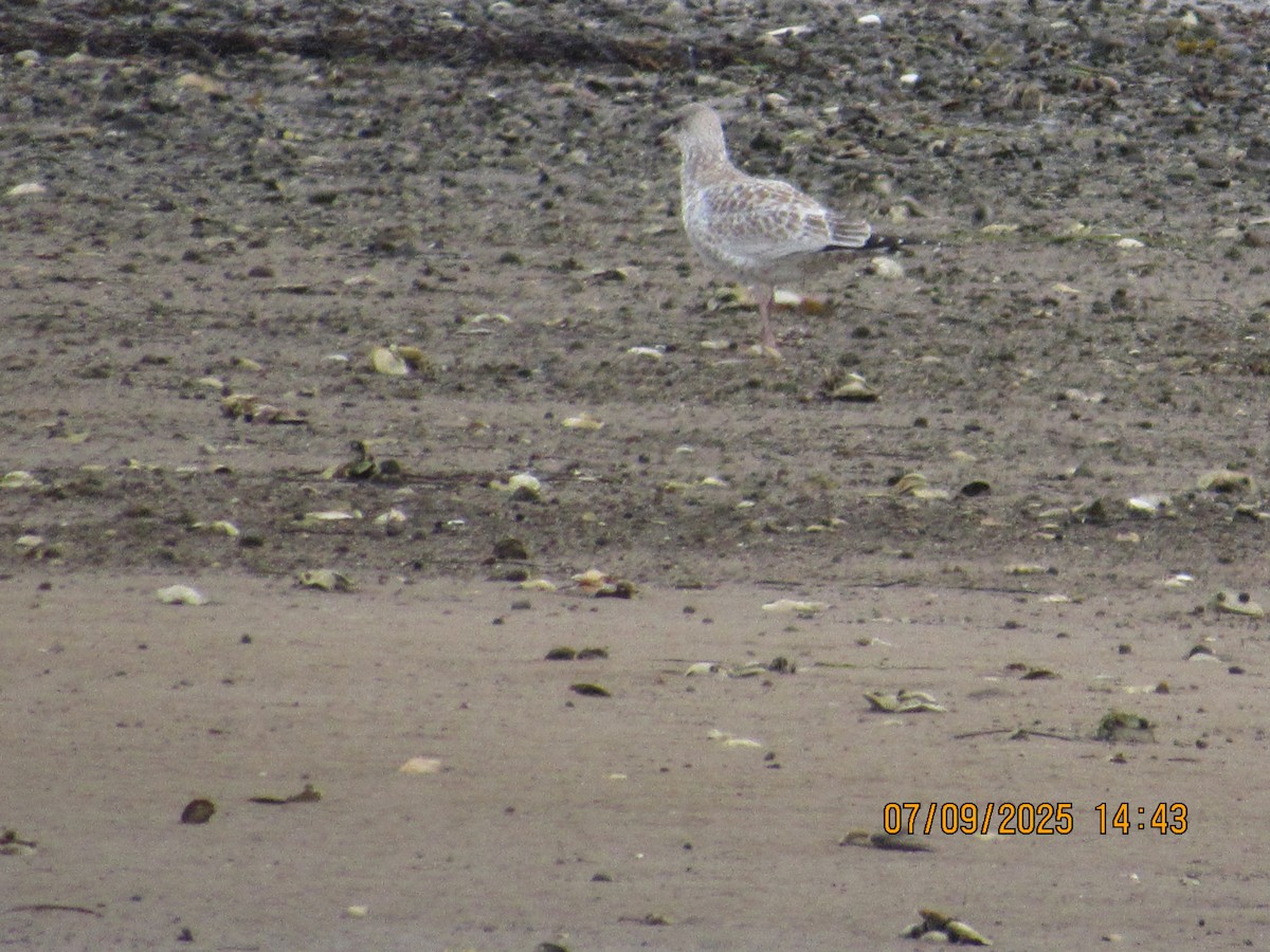 Американская чайка - ML646794227