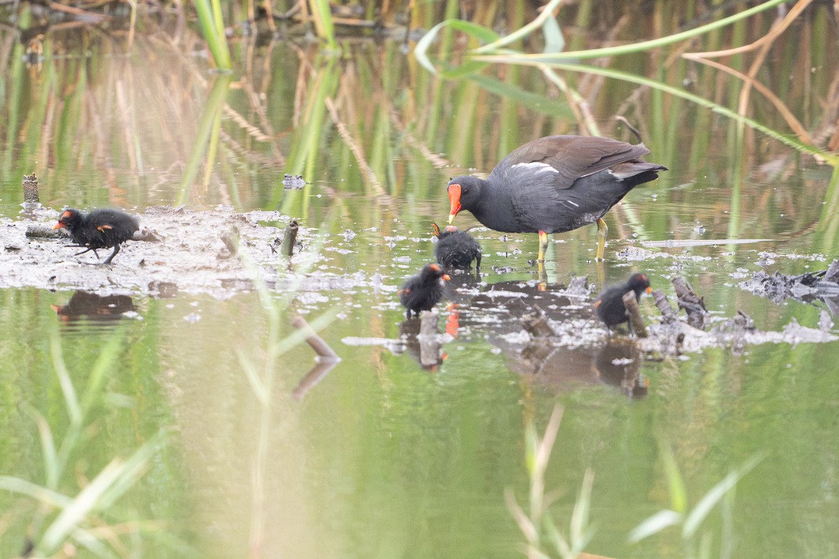 Американская камышница - ML646794228