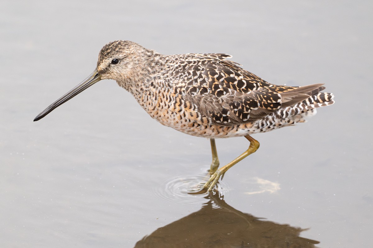 Американский бекасовидный веретенник - ML646794230