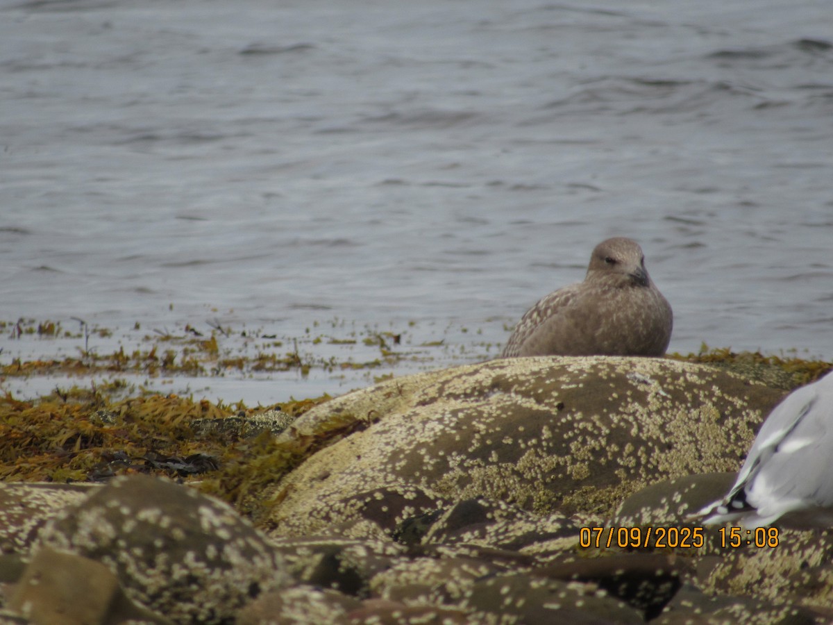 Американская чайка - ML646794231