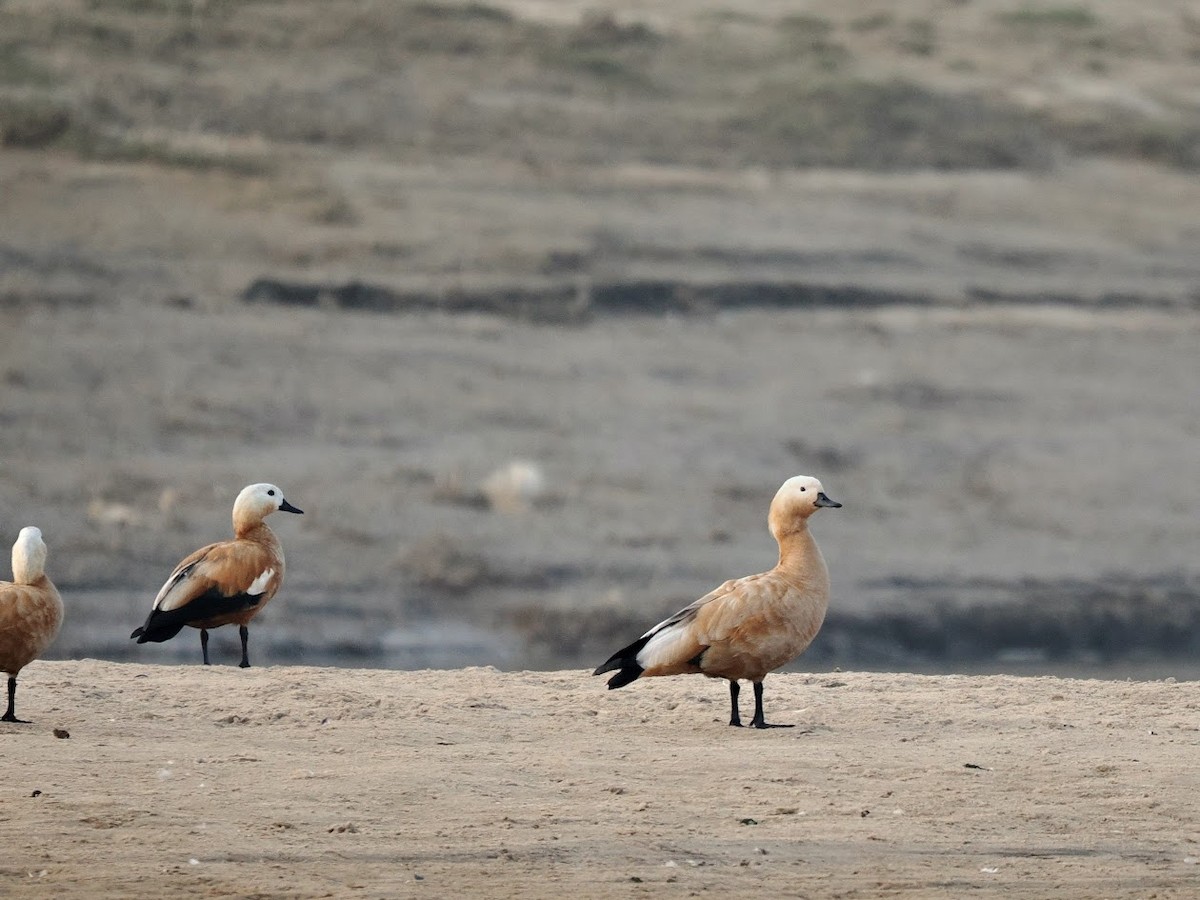 Огарь - ML646794232