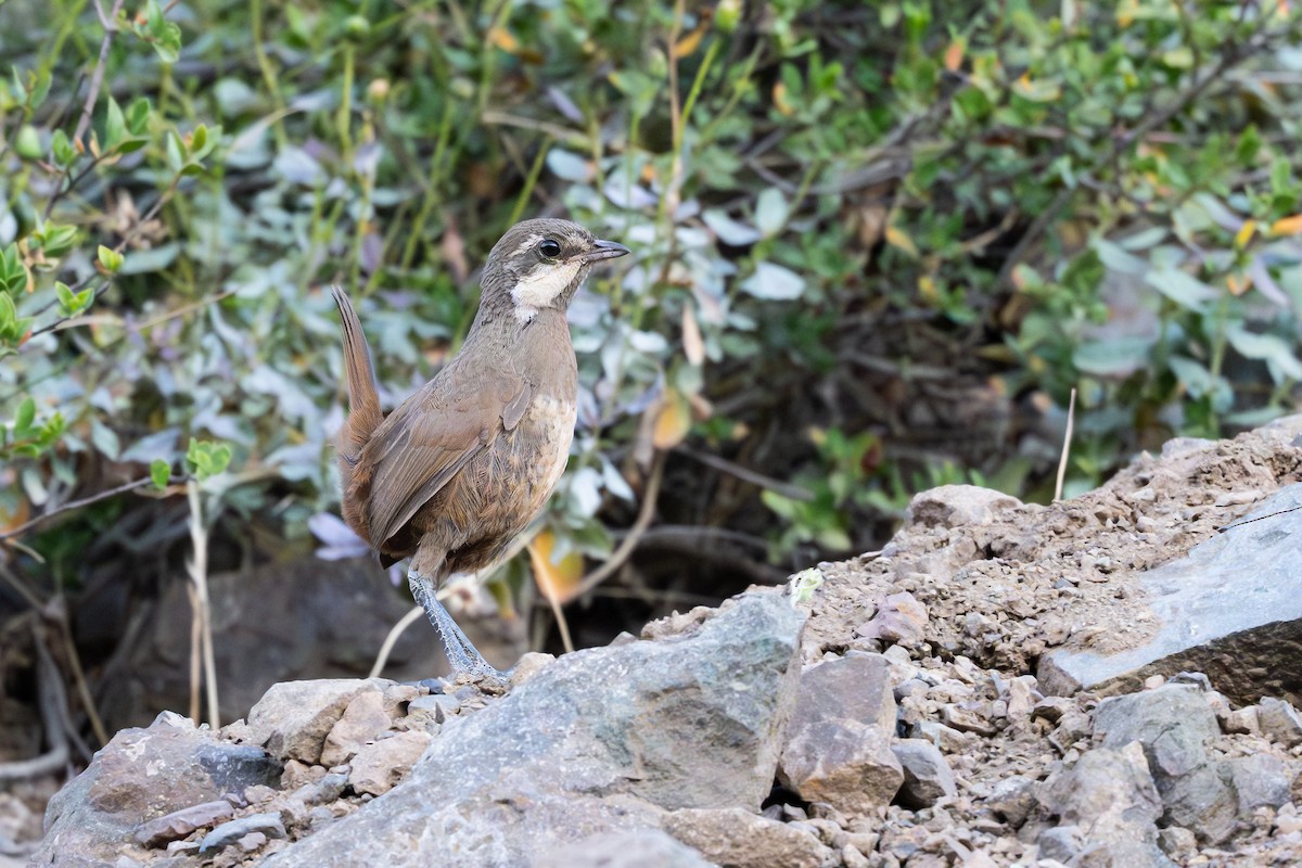 Пастушковый тюрко - ML646794233