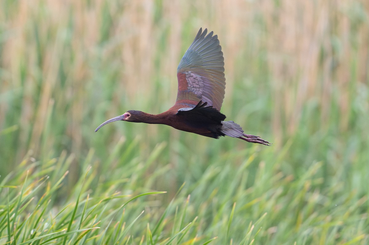 Очковая каравайка - ML646794234