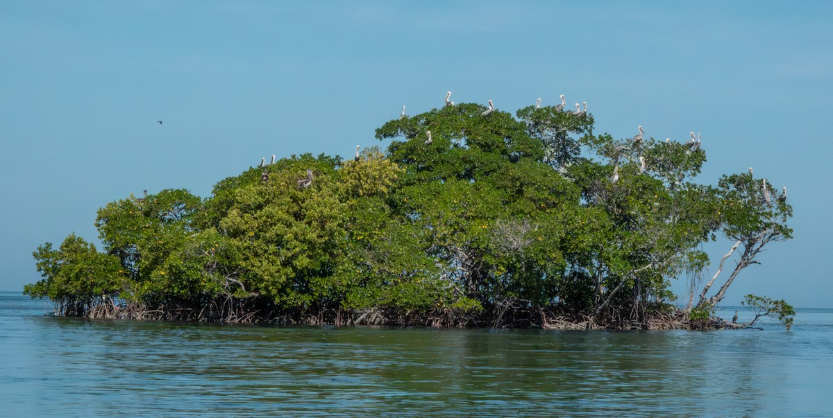 Бурый пеликан - ML646794236