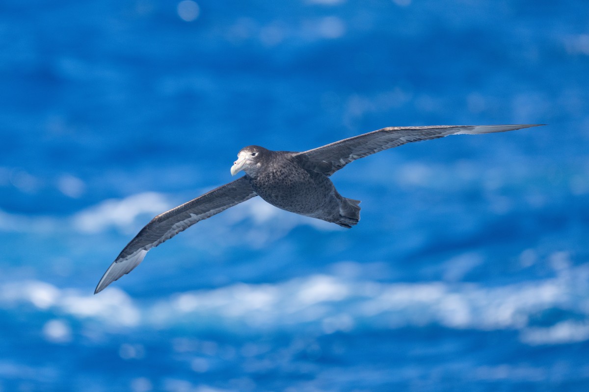 Antarktik Dev Fırtınakuşu - ML646794237