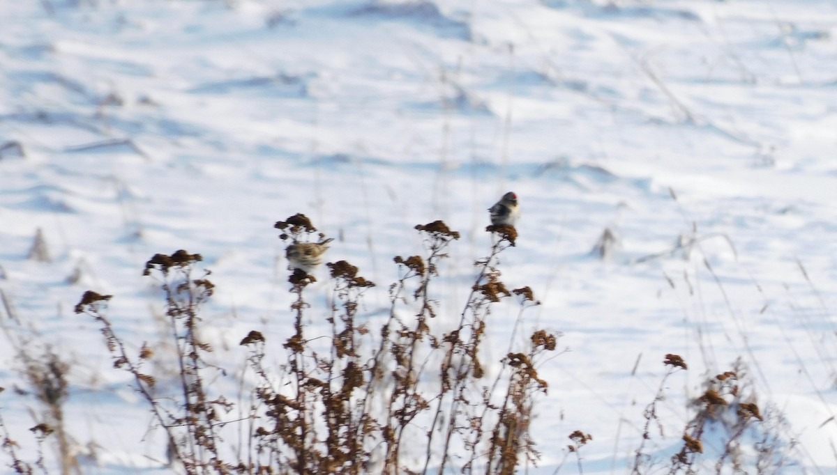 Чечётка - ML646794238