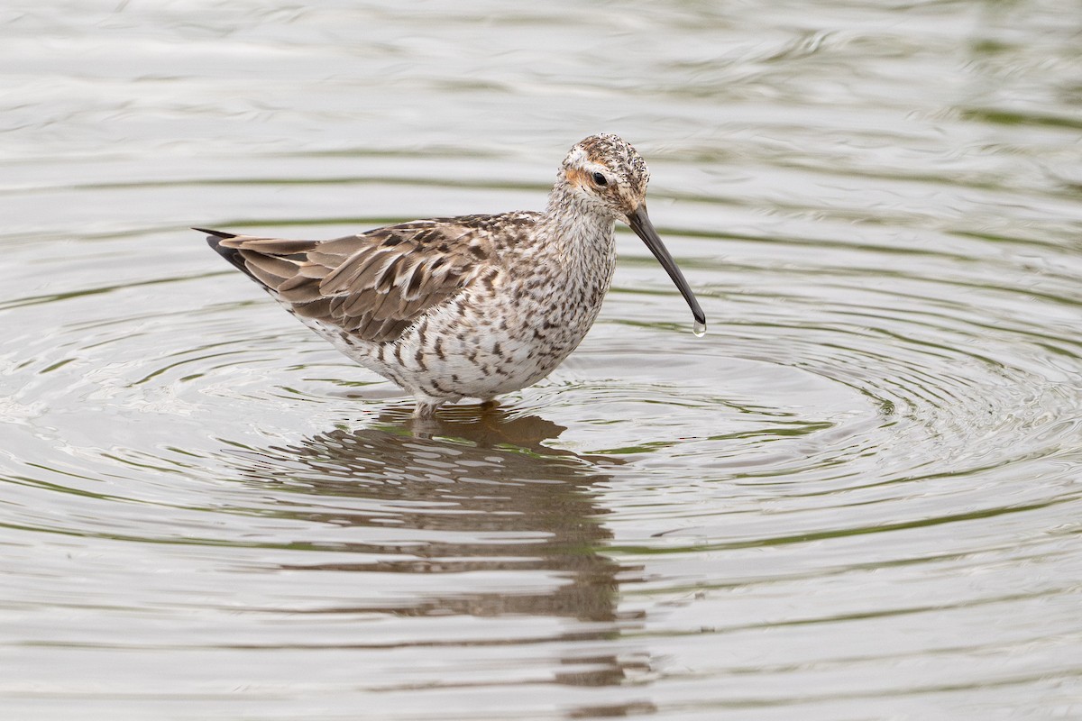 Ходулочниковый песочник - ML646794239