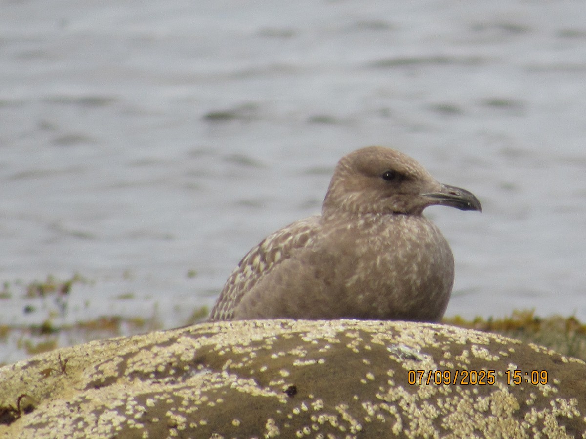 Американская чайка - ML646794240