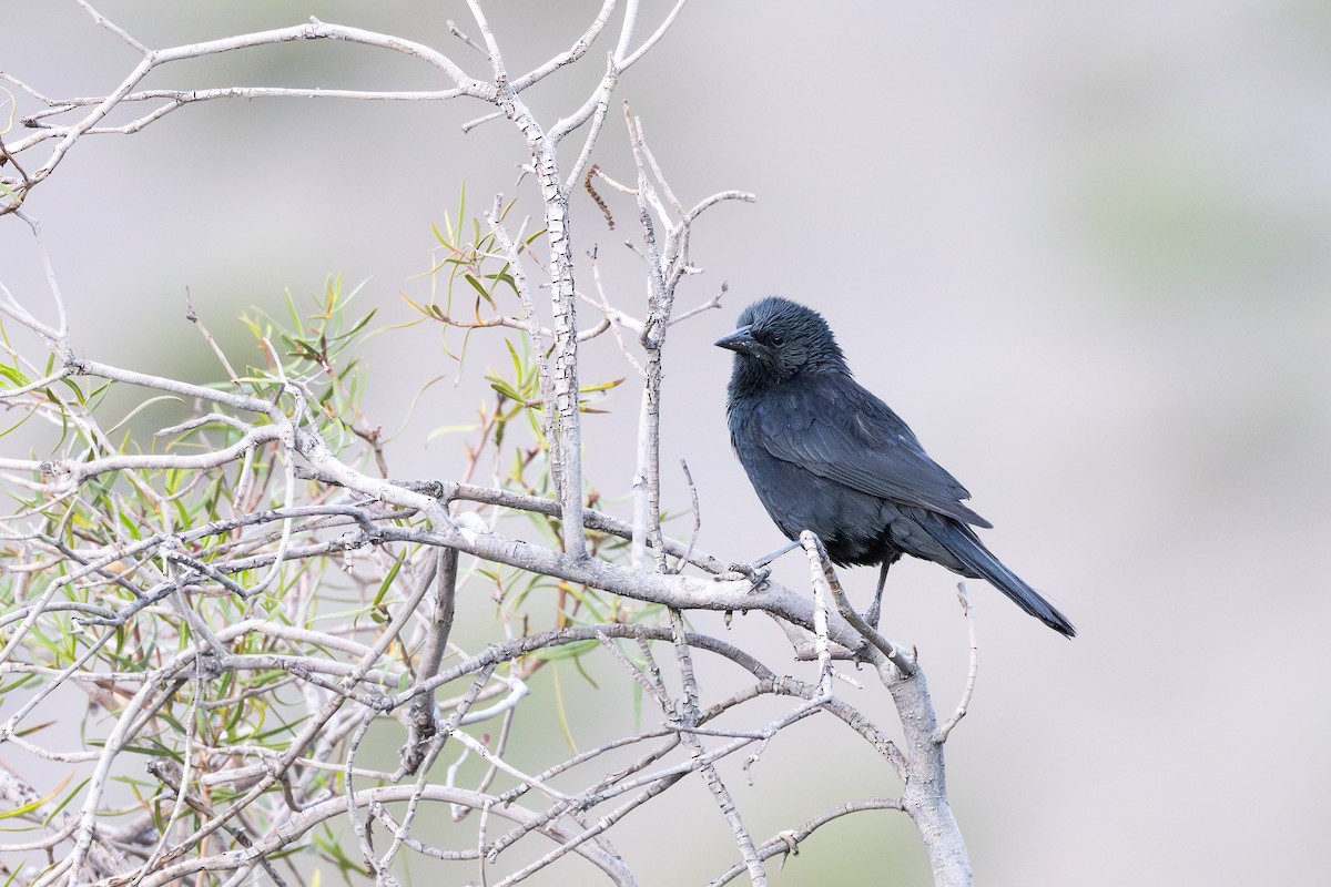 Патагонский курен - ML646794249