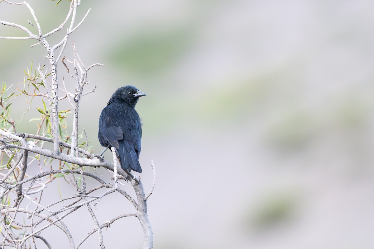 Патагонский курен - ML646794250