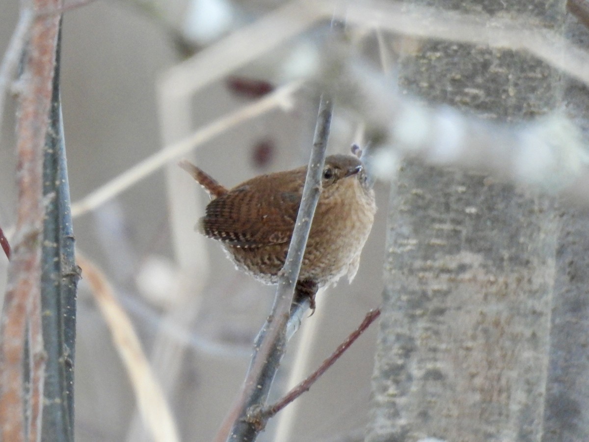 Американский крапивник - ML646794251