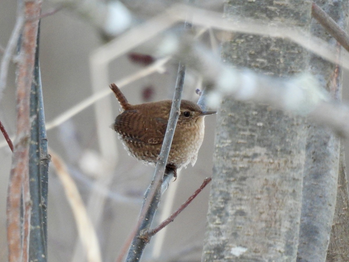 Американский крапивник - ML646794252