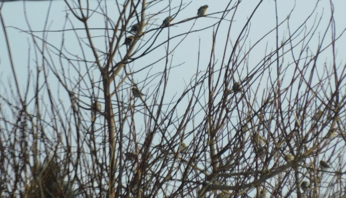 Чечётка - ML646794253