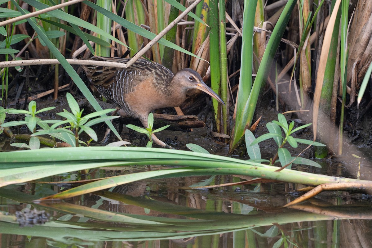 King Rail - ML646794254