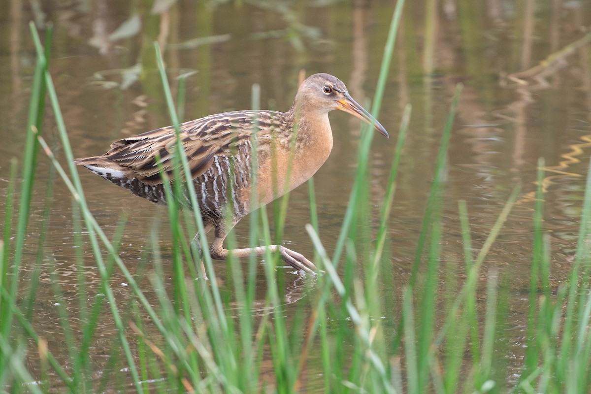 King Rail - ML646794255