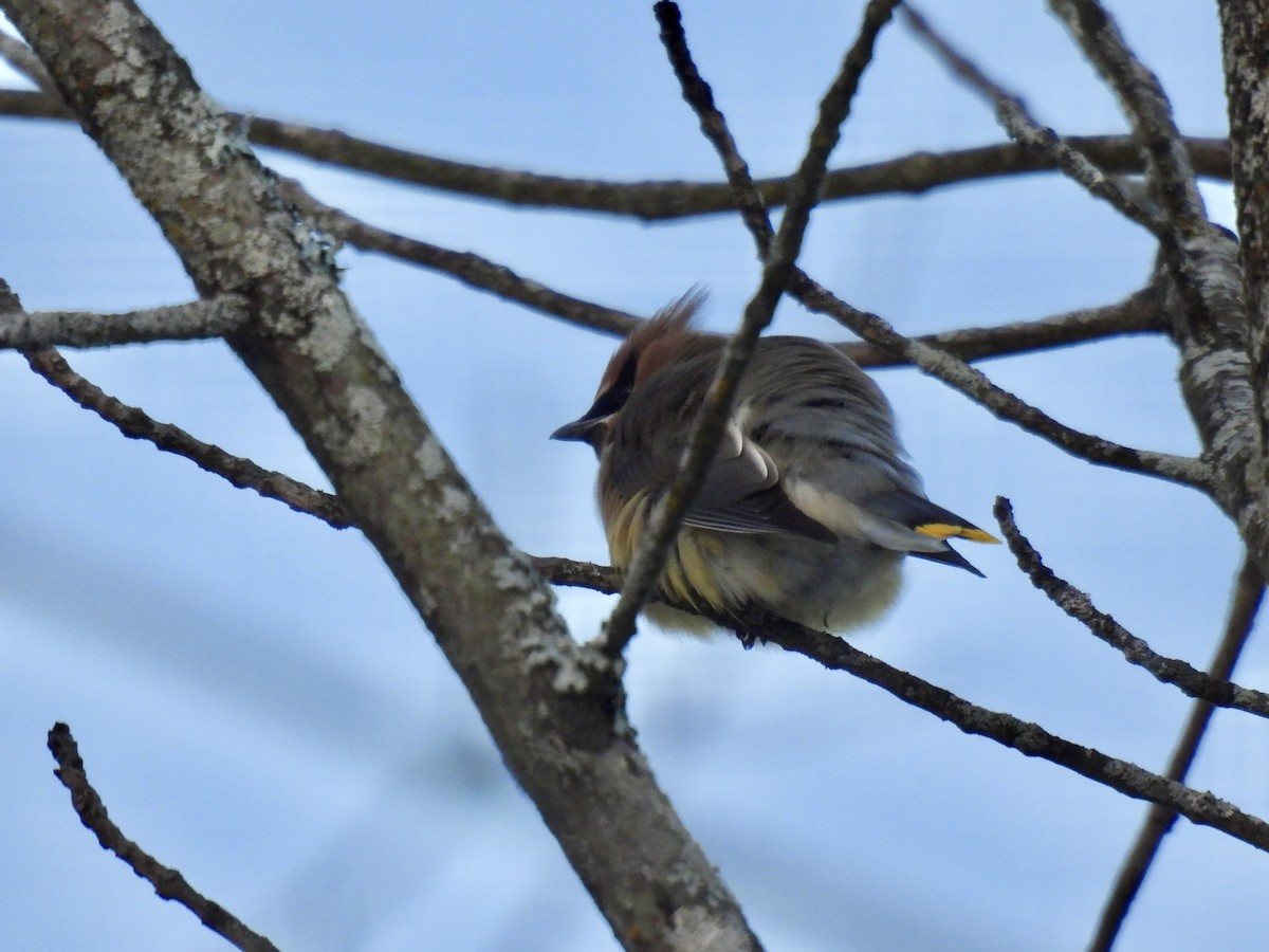 Cedar Waxwing - ML646794256