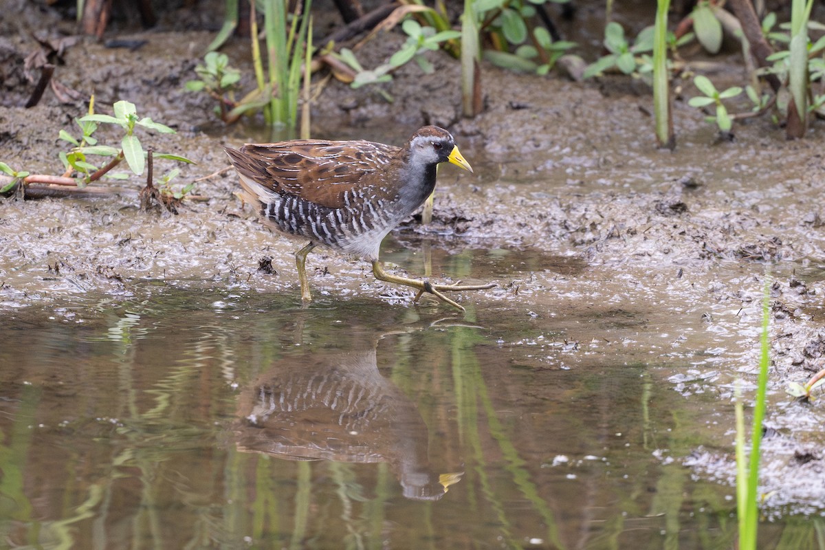 Polluela Sora - ML646794257