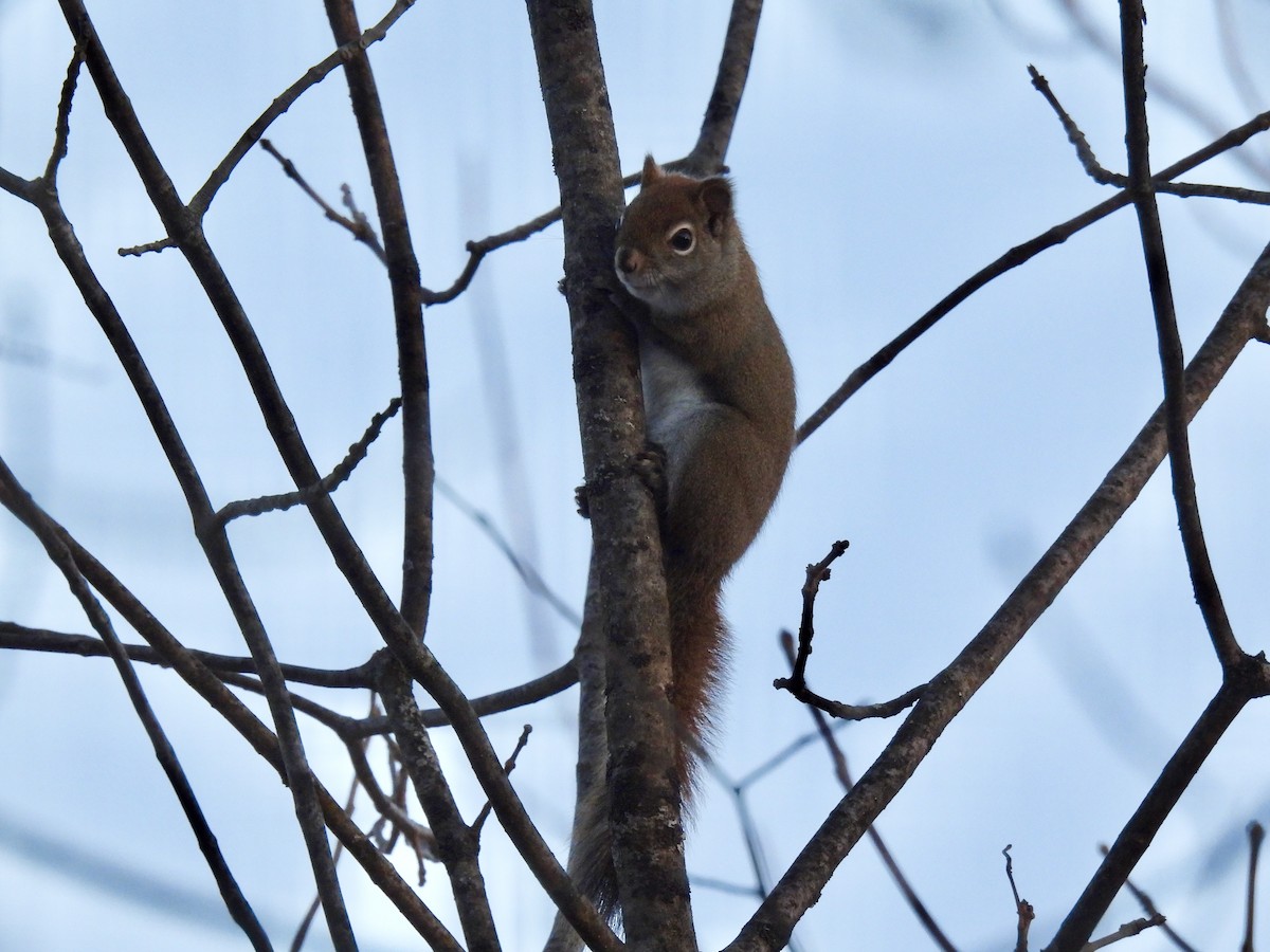 北美紅松鼠 - ML646794260