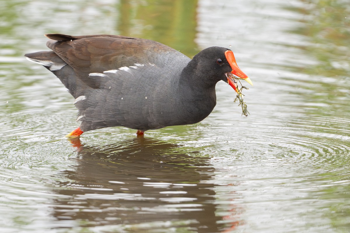 アメリカバン - ML646794262