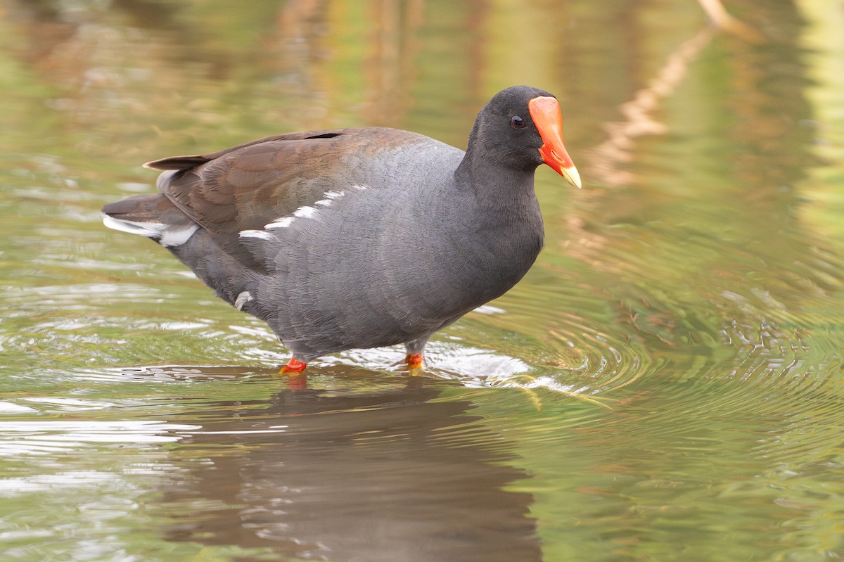 アメリカバン - ML646794263