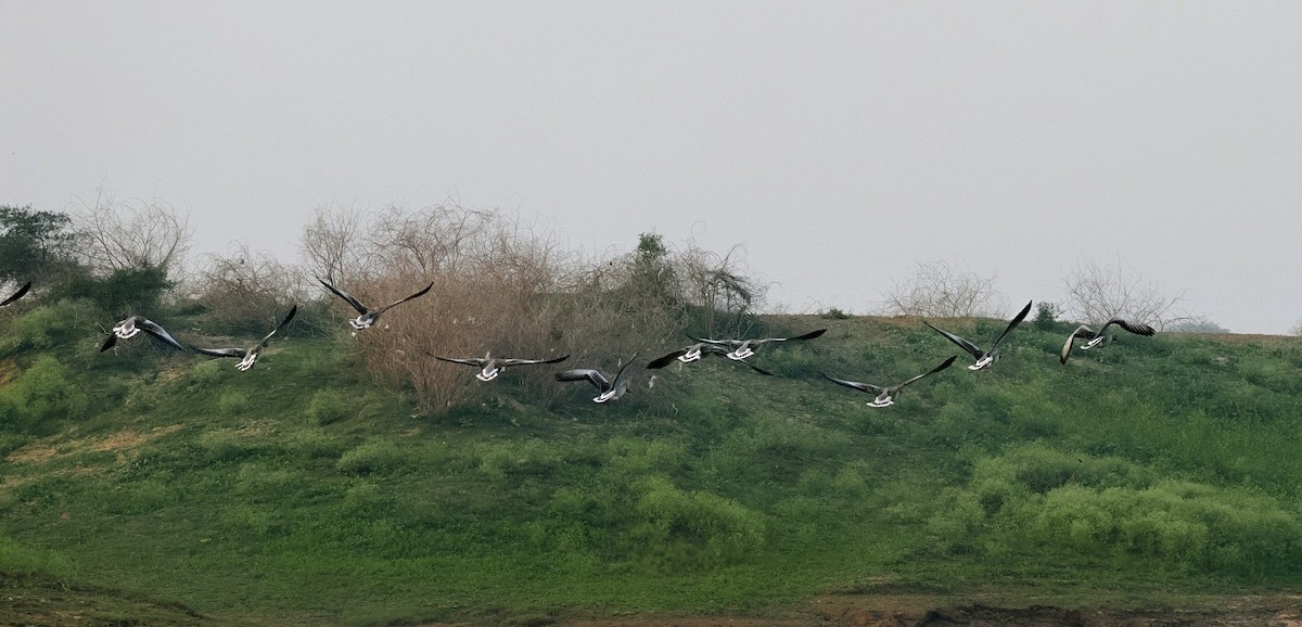 Oie cendrée - ML646794264