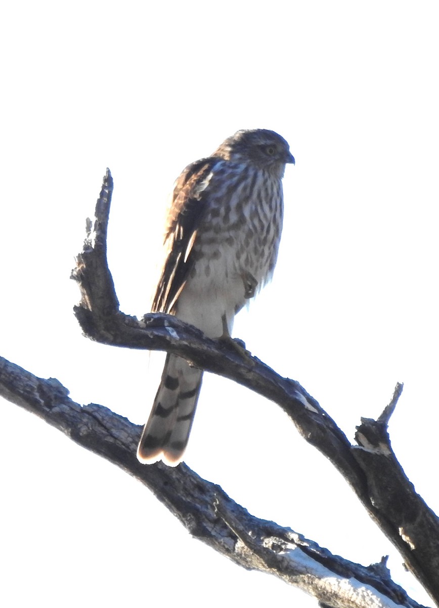 Sharp-shinned Hawk - ML646794268