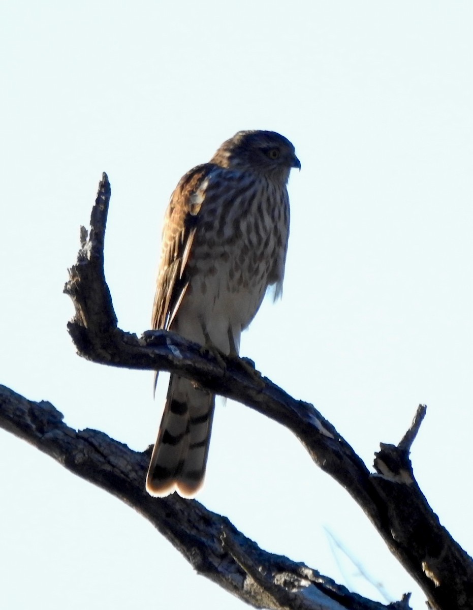 Sharp-shinned Hawk - ML646794269