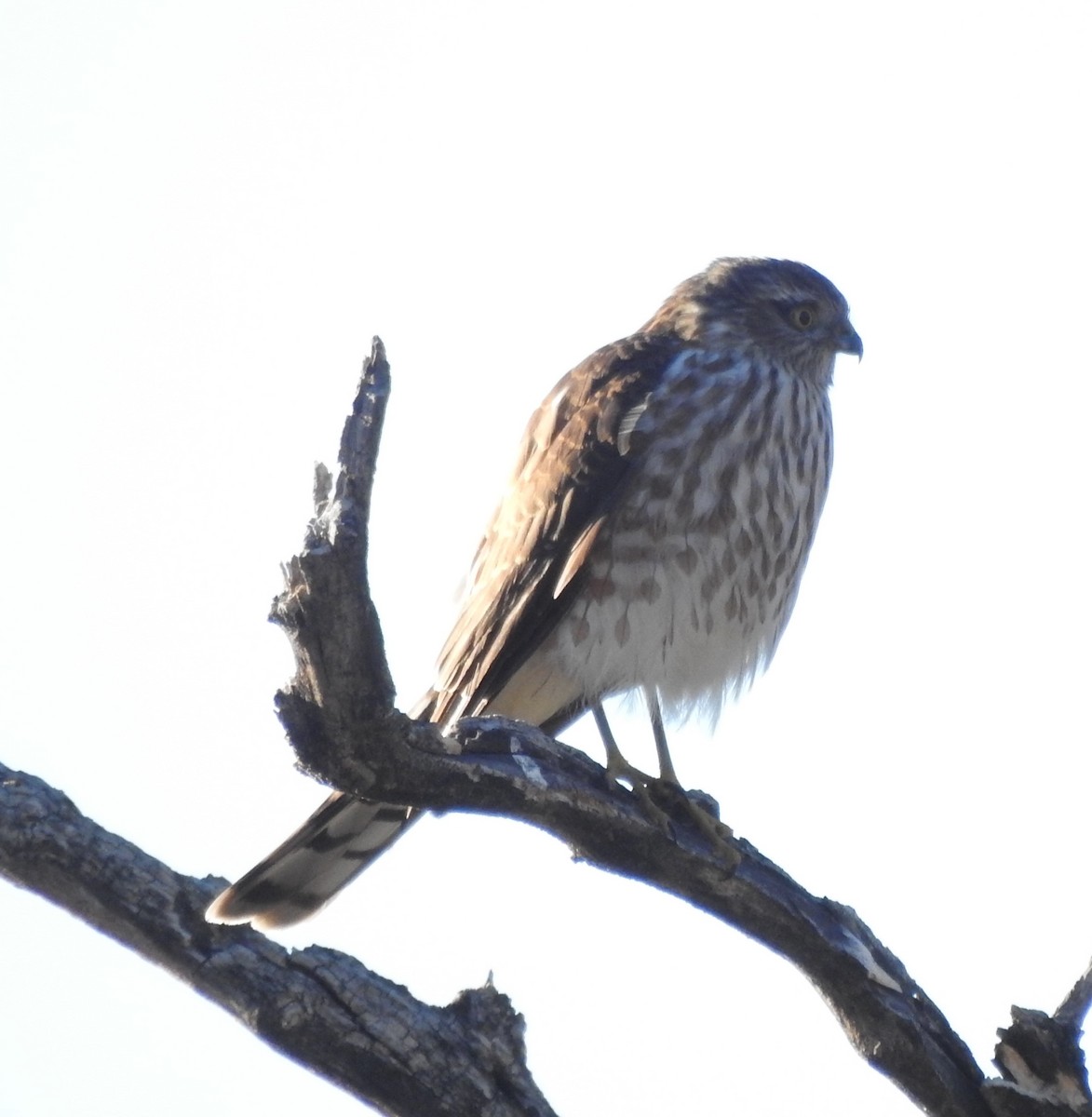 Sharp-shinned Hawk - ML646794270