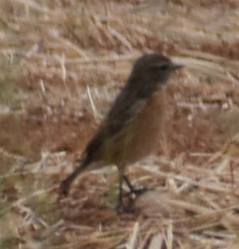 European Stonechat - ML646794271