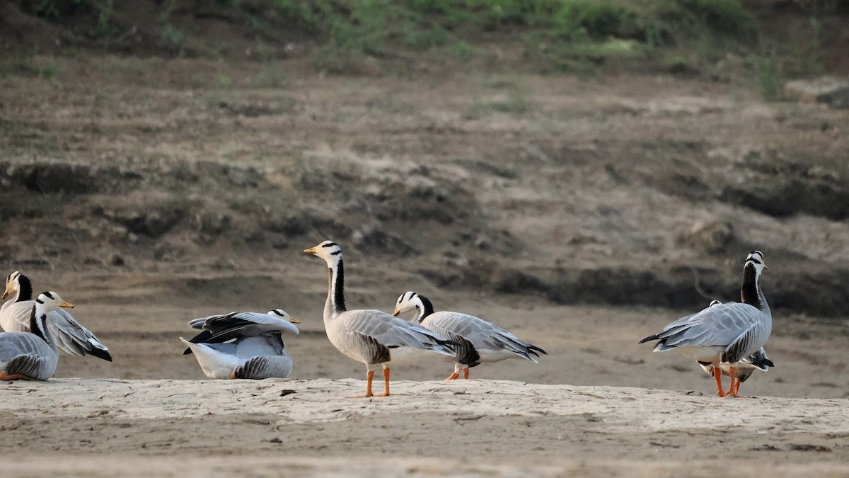 Oie à tête barrée - ML646794272