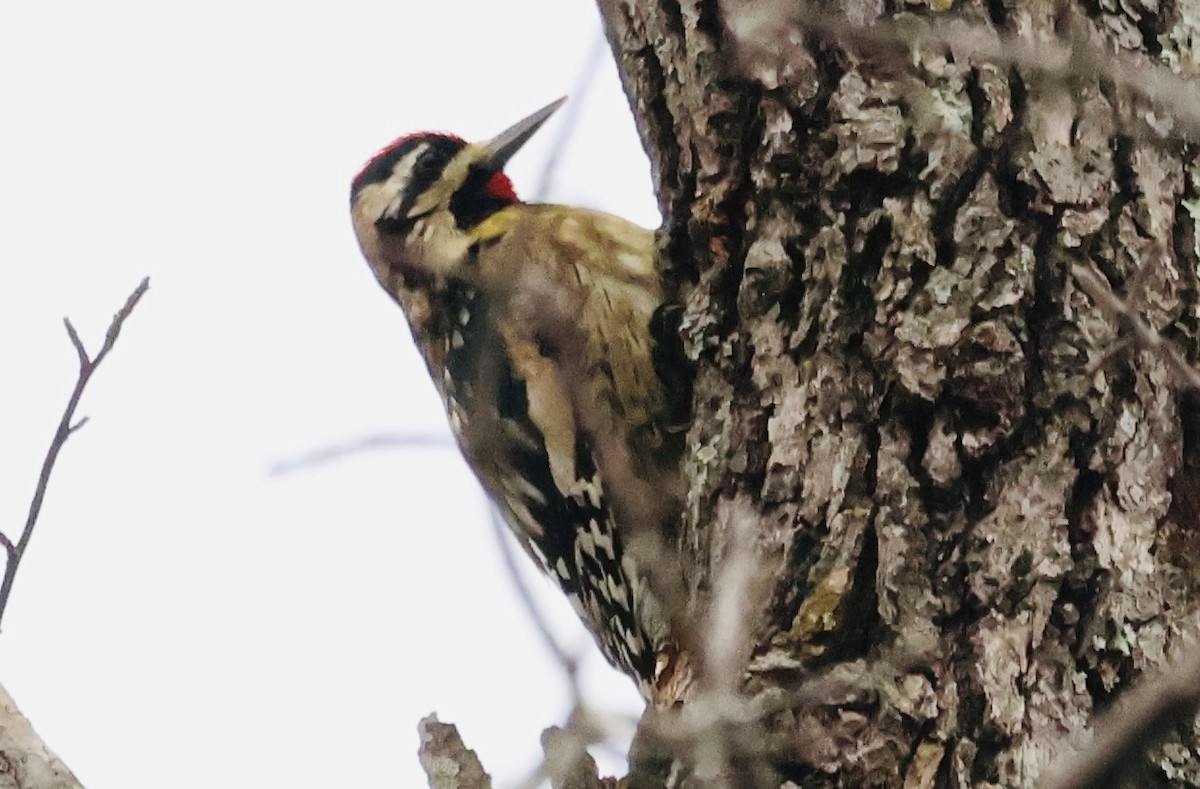 Дятел-смоктун жовточеревий - ML646794279