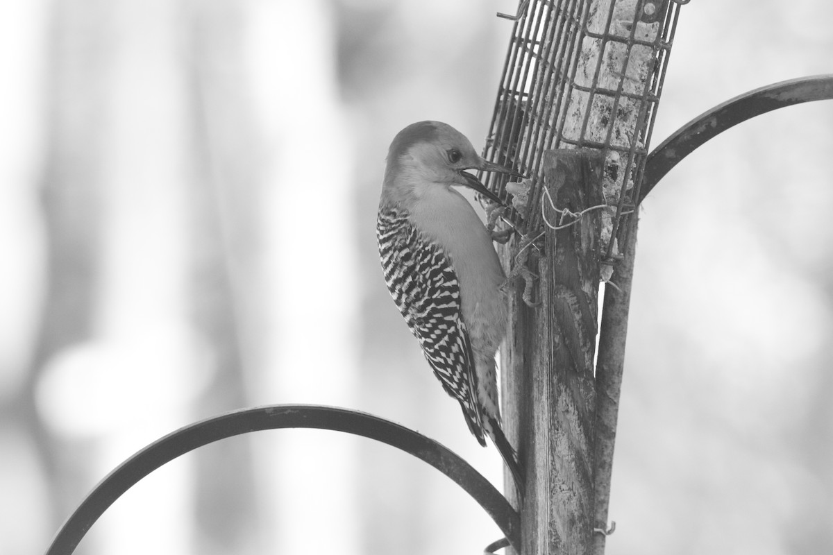 lundspett - ML646794280