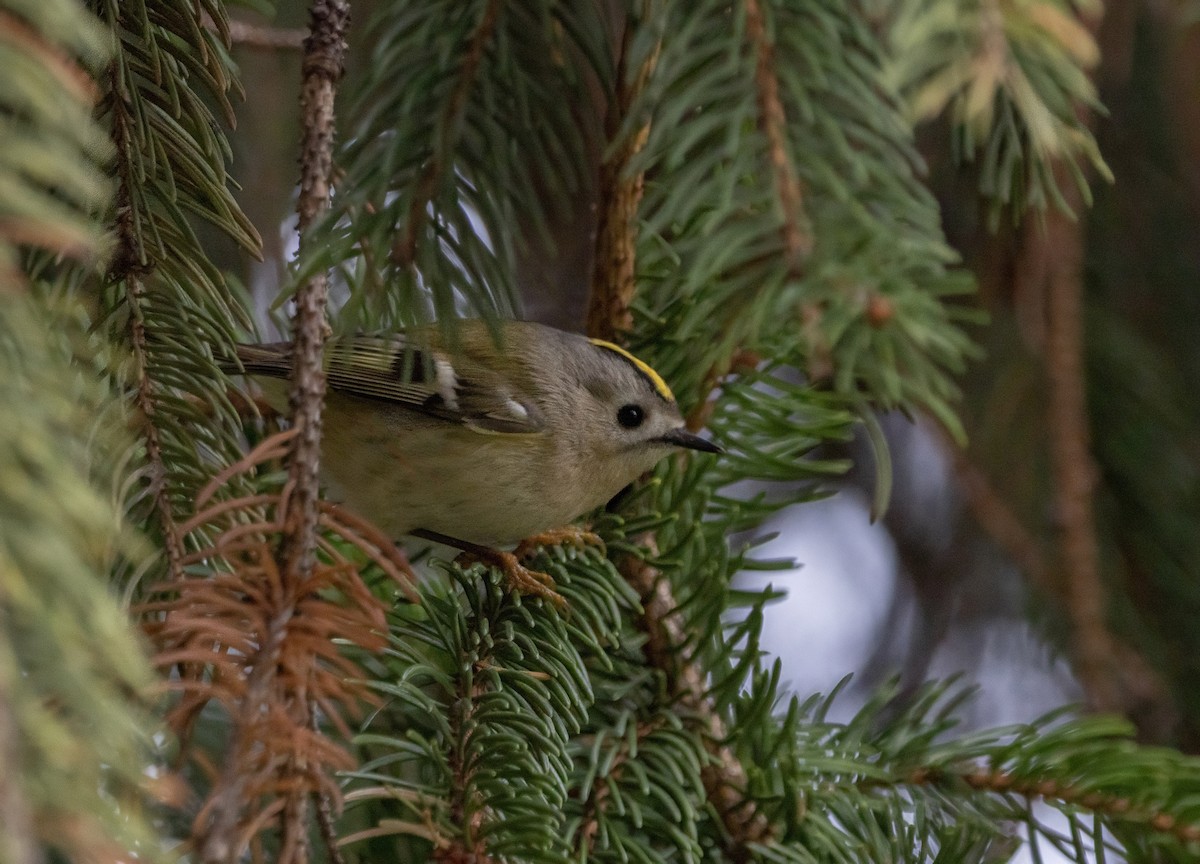 戴菊鳥 - ML646794282