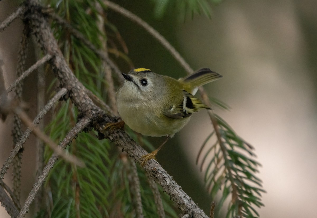 戴菊鳥 - ML646794284